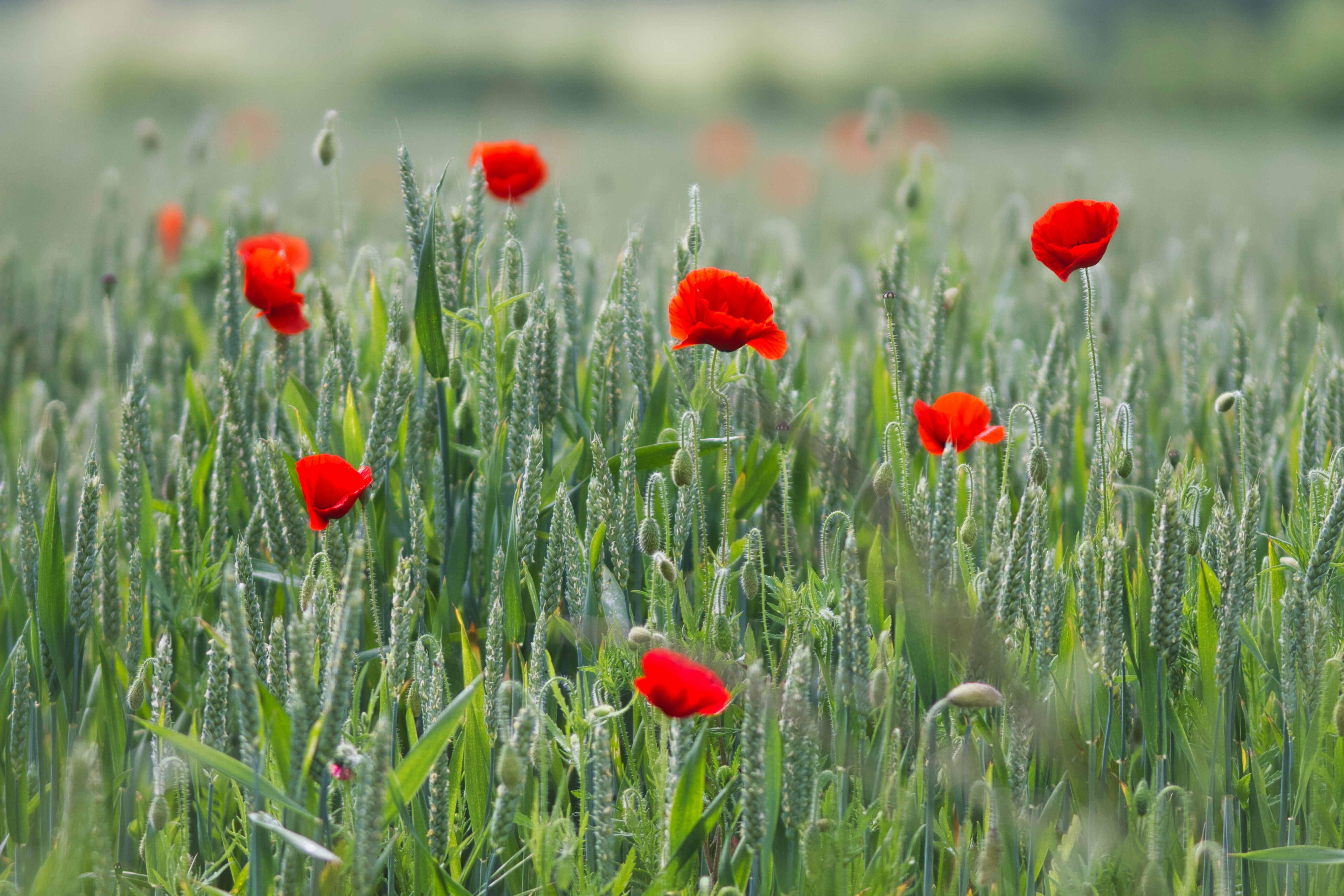 red flowers in green grass field during daytime